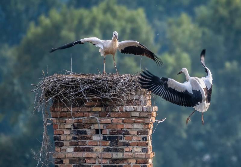 Professional Chimney Animal Removal Services in Fulton, Maryland