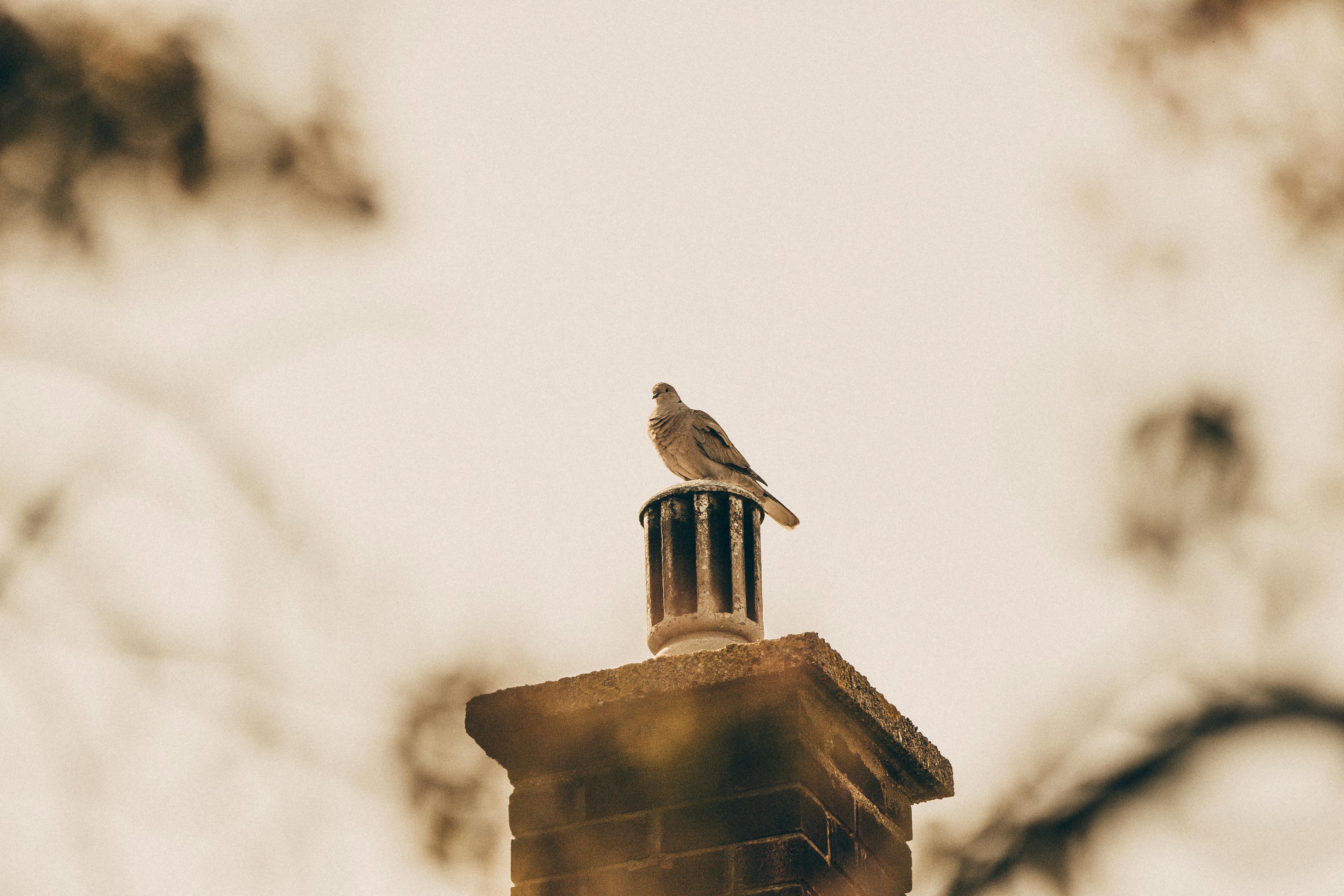 Expert Chimney Cap Installation in Fulton, Maryland